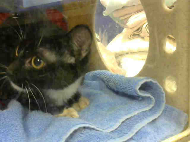 PATTY (A633082)