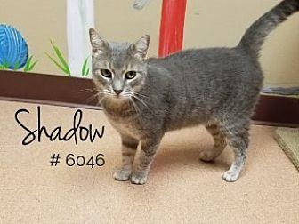 Shadow (20297851)