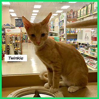 Twinkie (19477954)
