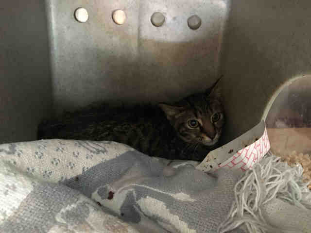 WOLFIE (A625685)