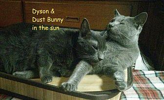 Dust Bunny & (20538706)