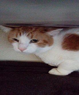 Goldie (20825815)