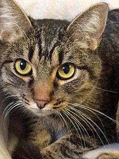 Gypsy (21493750)