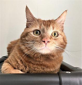 Mango (21506723)