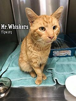 Mr. Whiskers (21521350)