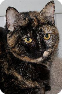 Ginger (13125953)